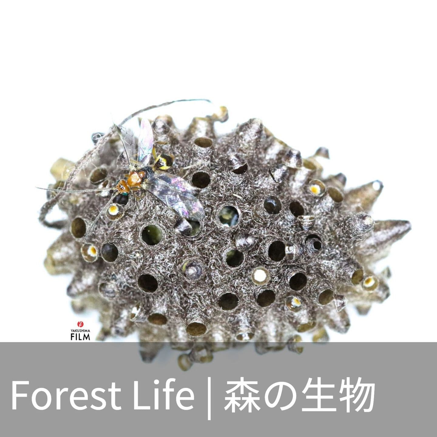 Forest life 森の生物