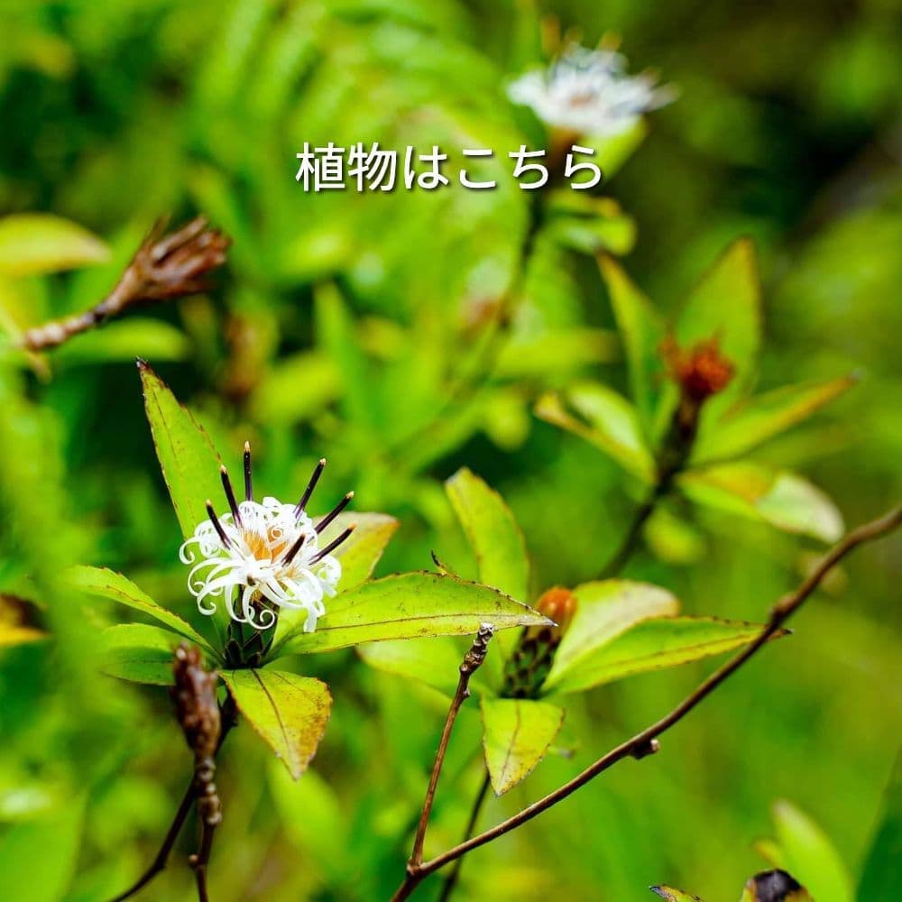 植物はこちら