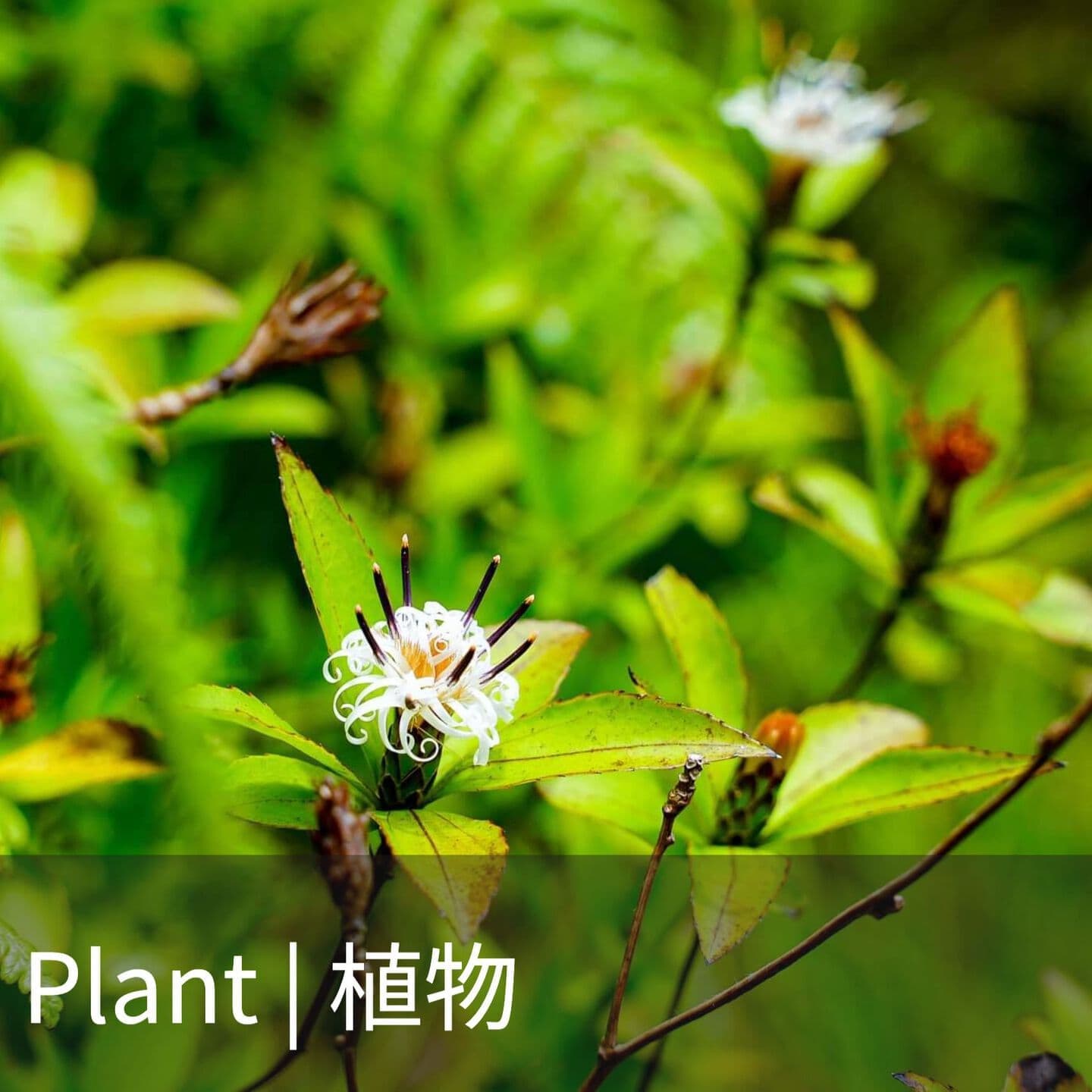 Plant 植物