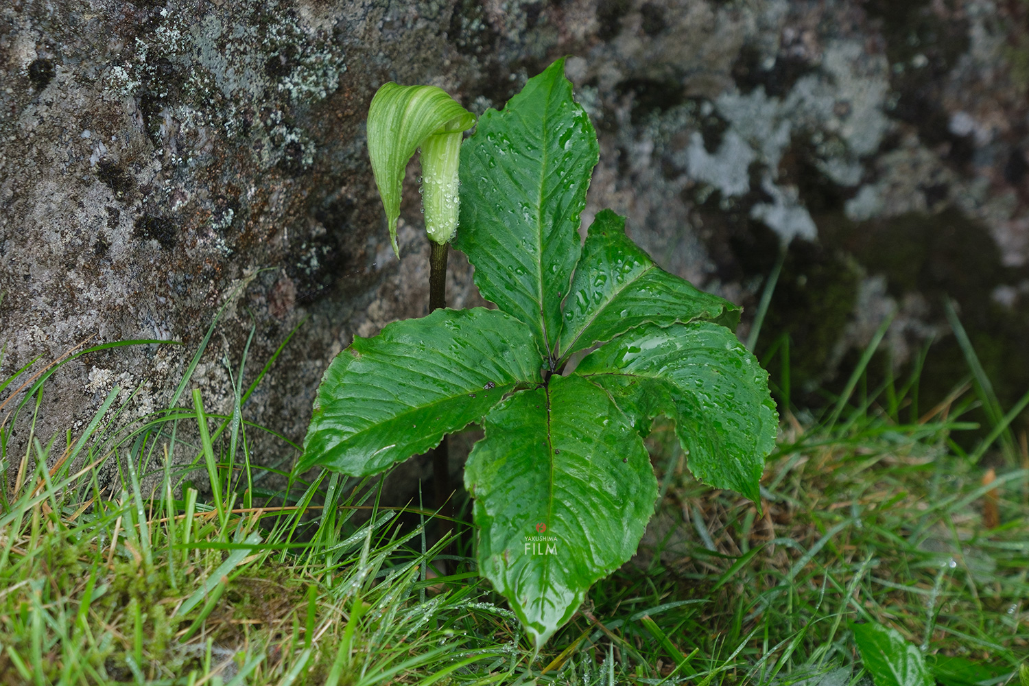 ヤクシマヒロハテンナンショウ　球根 ヤクシマヒロハテンナンショウ - Yakushima Film